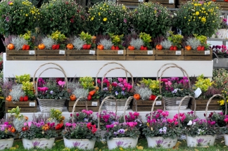 hpr-foto-mg: Blumenausstellung Schlossherbst auf Schloss Dyck in Jüchen 2013