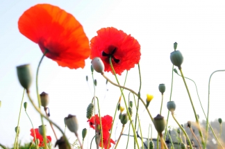 hpr-foto-mg: Mohnblumen-in-voller-Blüte